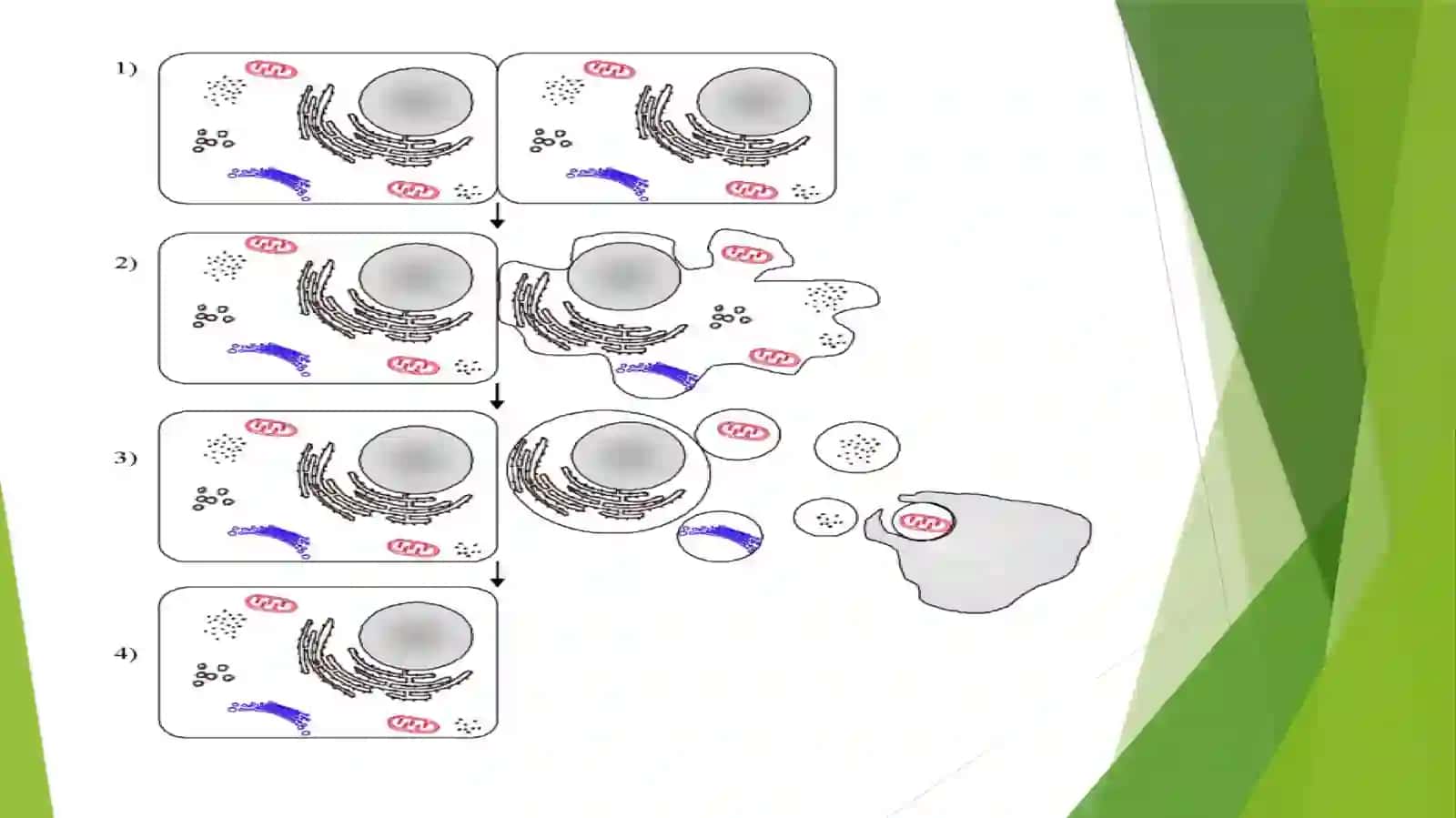 Apoptoz mehanizmlari 4