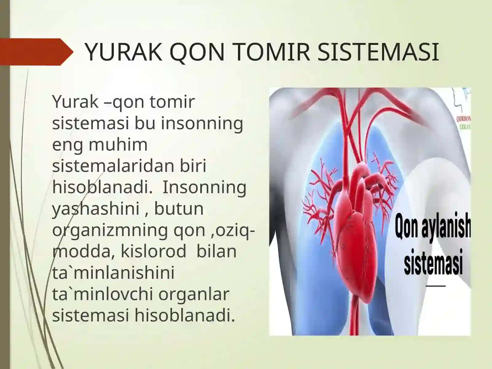 Yurak-qon tomir sistemasining tuzilishi 4