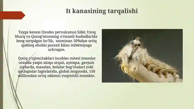 Ixodes ricinus kanasi 4