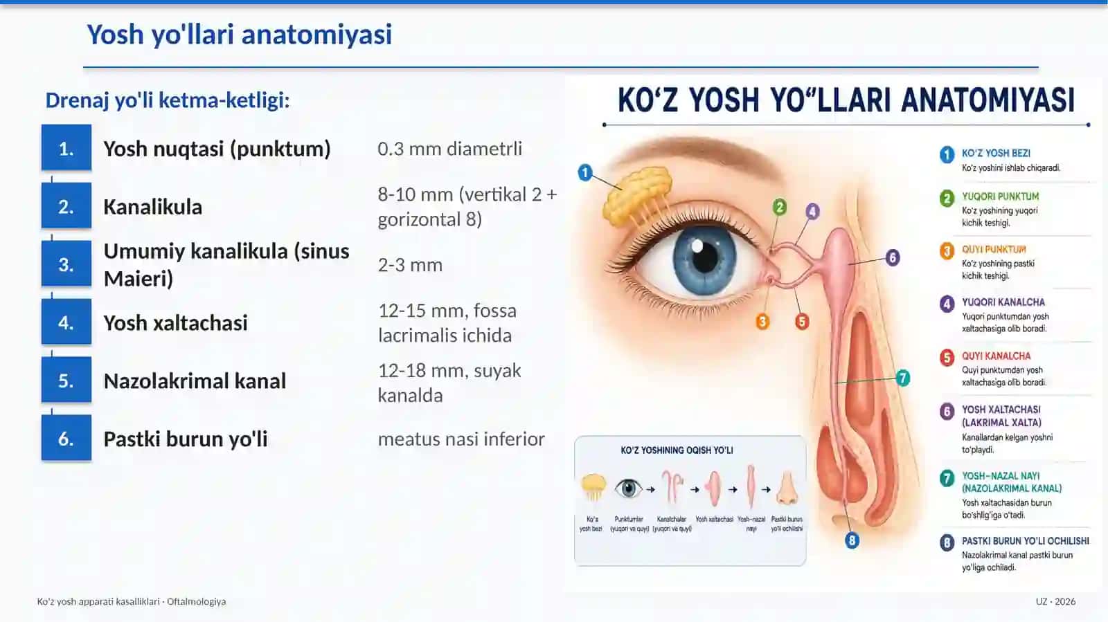 Ko'zyoshapparati—umumiyanatomiya 4
