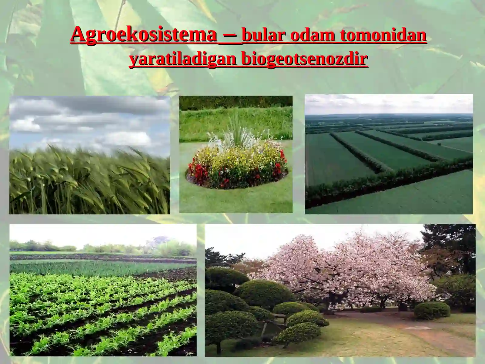 Sun’iy ekosistema 4