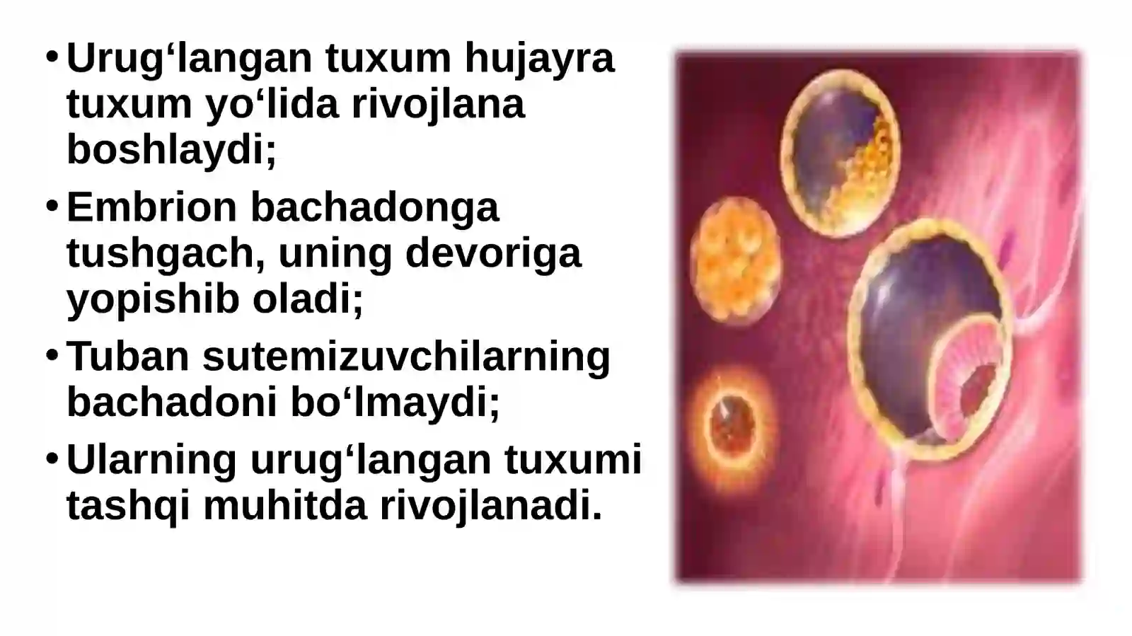 Sutemizuvchilarning ko‘payishi, rivojlanishi va kelib chiqishi 4
