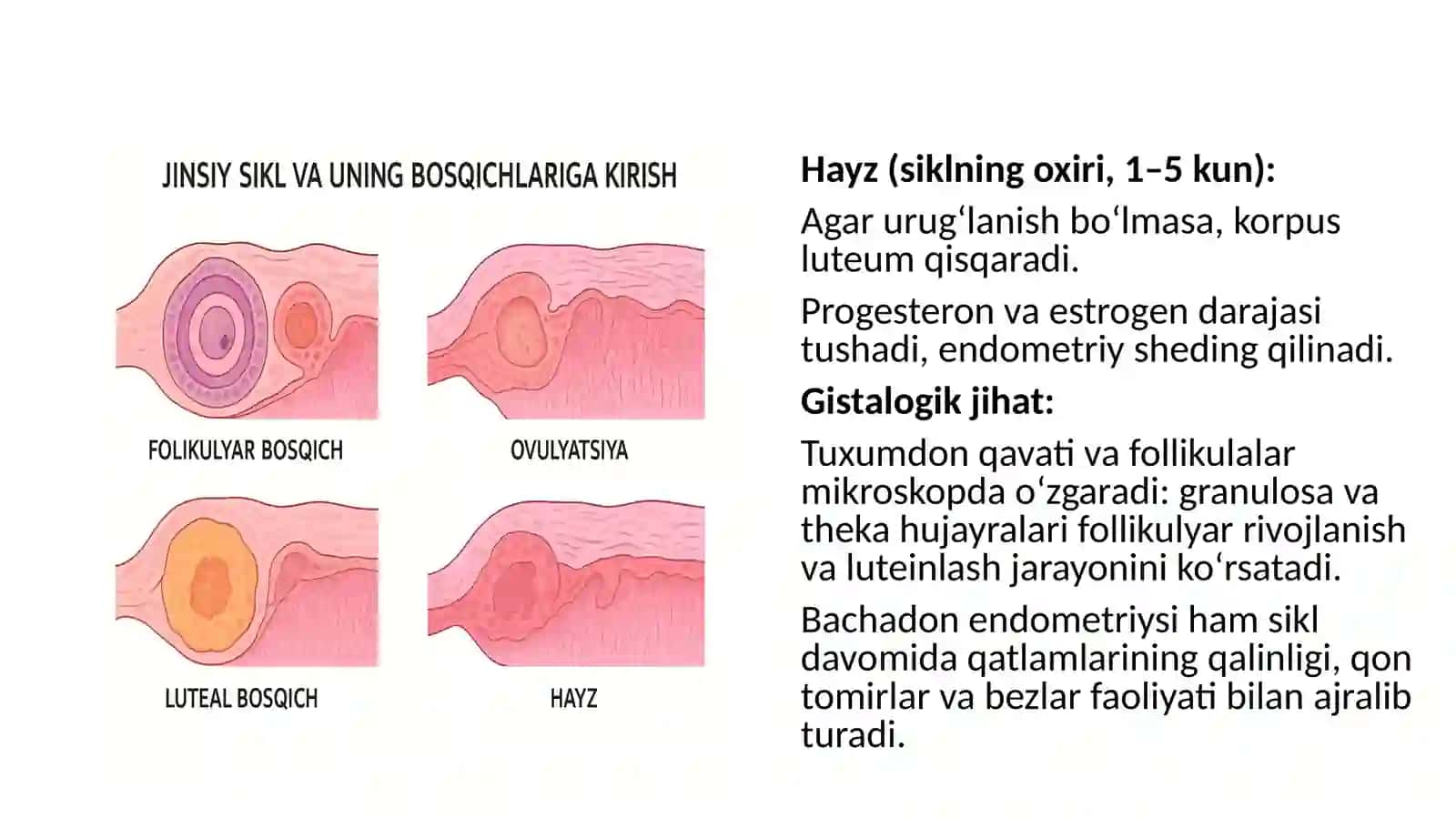 Davolashishifakulteti 4