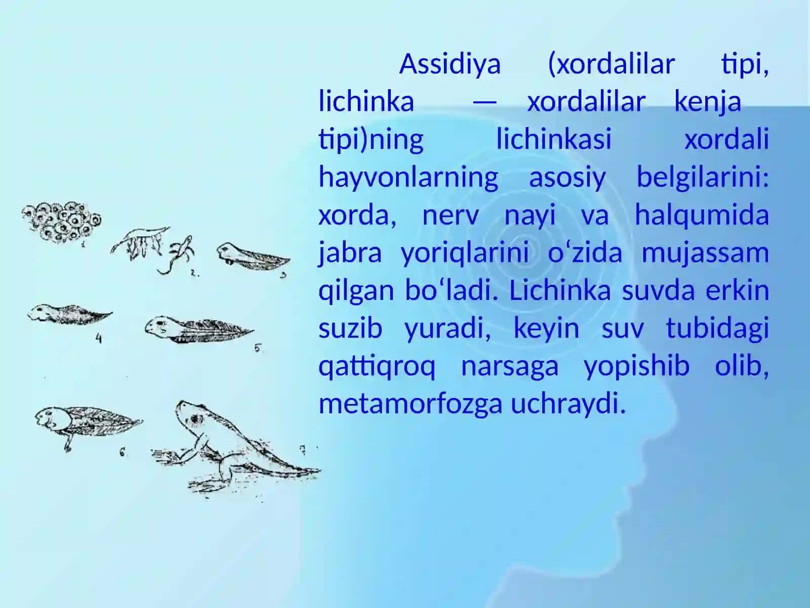 Postembrional rivojlanish 4