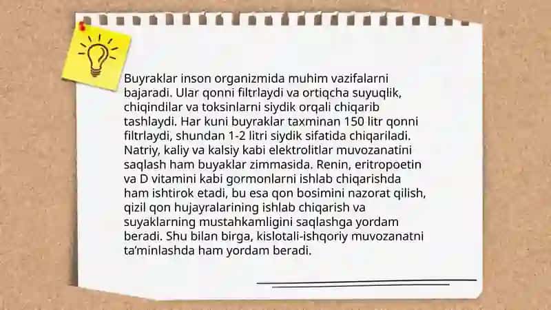 Buyrak siydik yoli va siydik pufagining tuzilishi 4