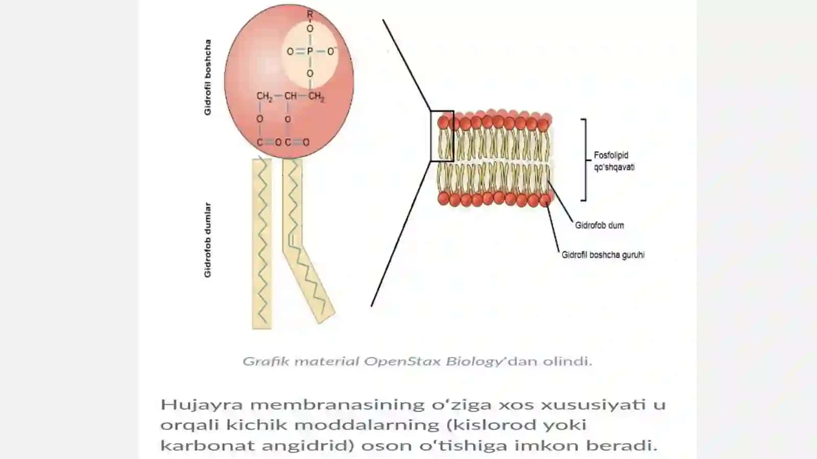 Hujayra membranasining tuzilishi 4