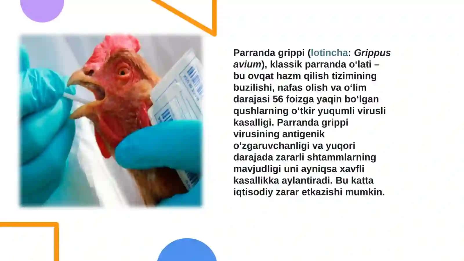 Parranda grippi va uning xozirgi kundagi muammolari. haqida to'liq ma'lumot 4