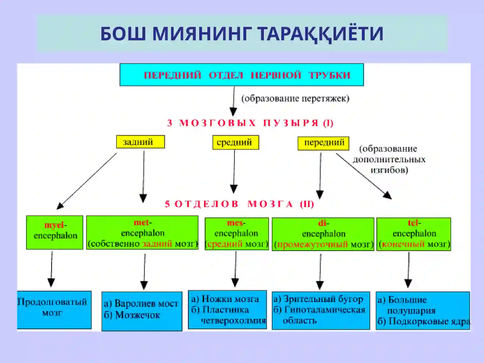 НЕРВ СИСТЕМАСИНИНГ КЛАССИФИКАЦИЯСИ 4