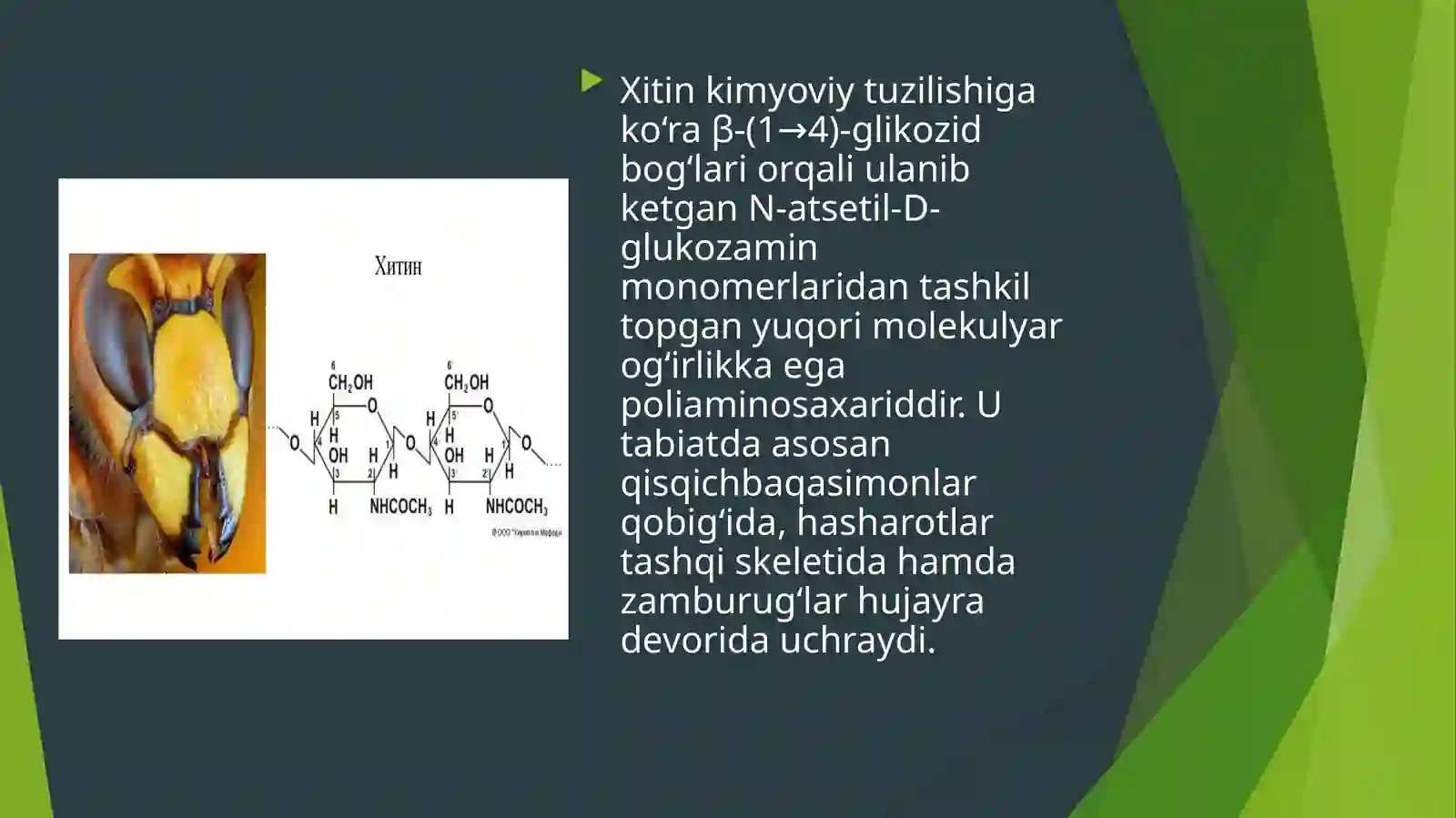 Hashoratlardan ozuqaviy oqsillar ishlab chiqarish texnologiyasi 4