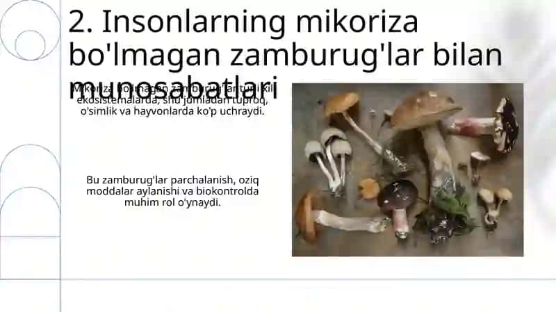Takomillashmagan zamburugʻlarning umumiy tavsifi va asosiy vakillari 4