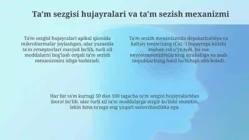 Ta'm bilish organining tuzilishi va fiziologiyasi 4