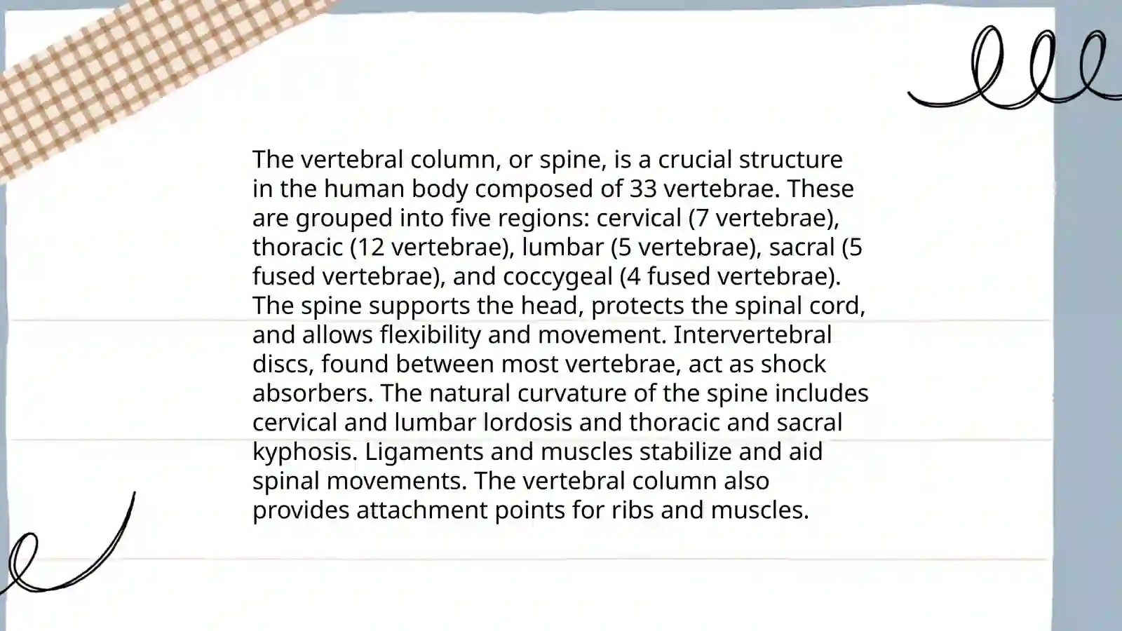 The human skeleton part 4