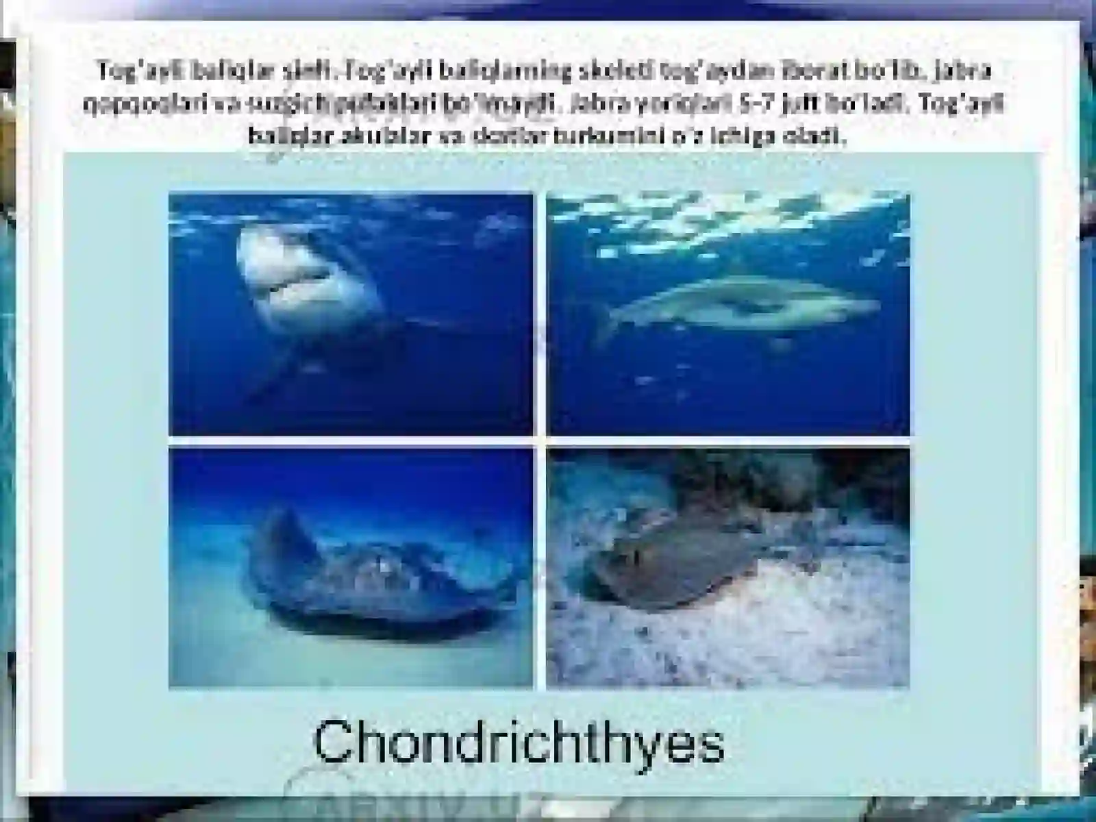 Tog’aylibaliqlarning umumiy tuzilishi 4