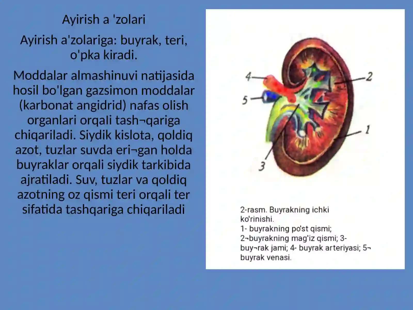 AYIRISH SISTEMASI TUZILISHI 4