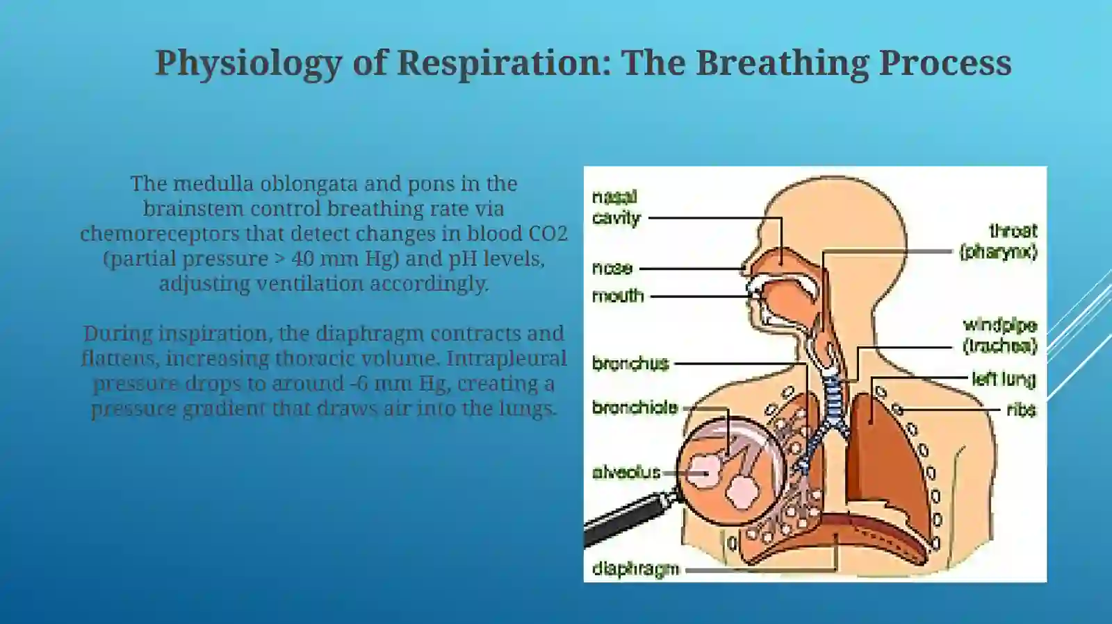 Respiratory system 4