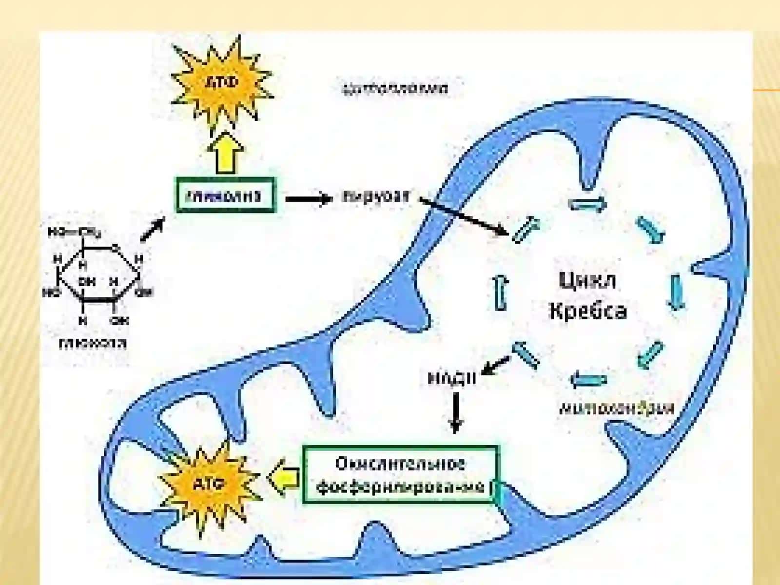 Hujayradamoddalar, energiya va ma’lumotlar oqimi 4