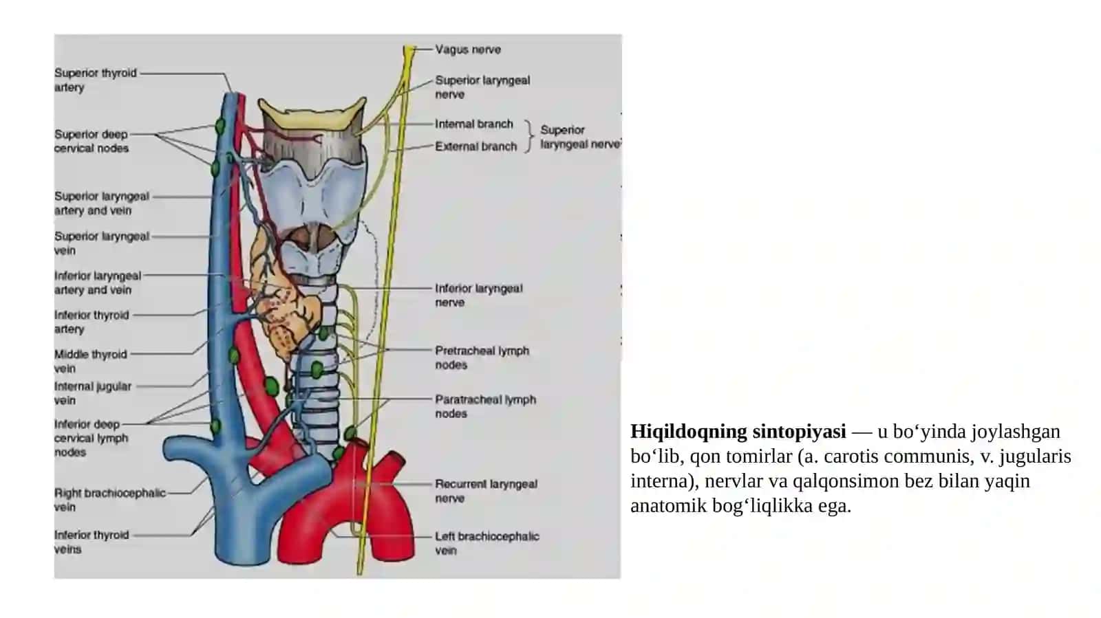 HIQILDOQ (LARYNX) 4