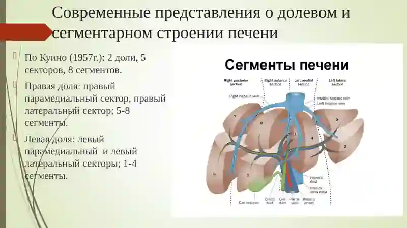 Резекции печени 4