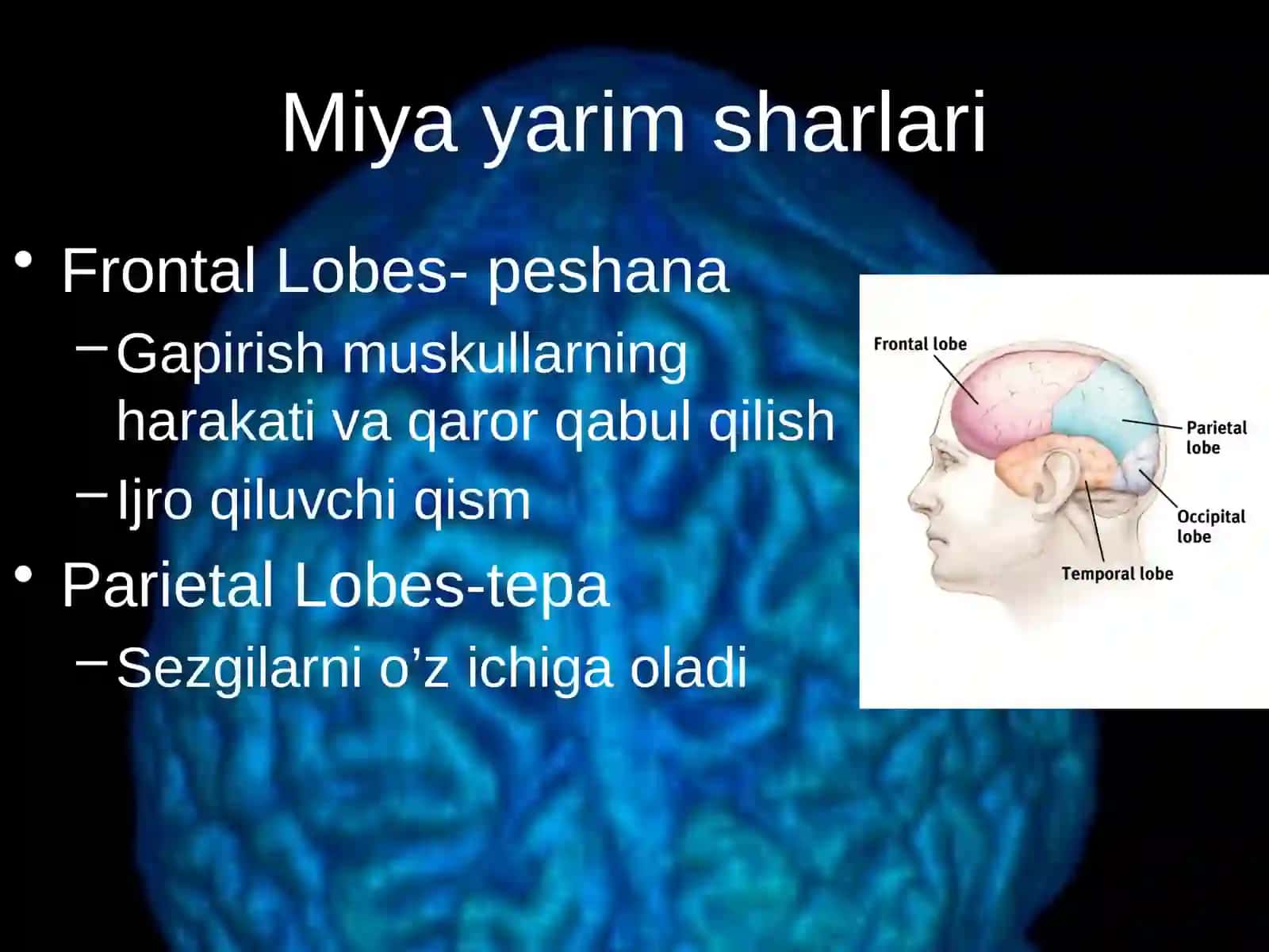 Boshmiya nervlari 4