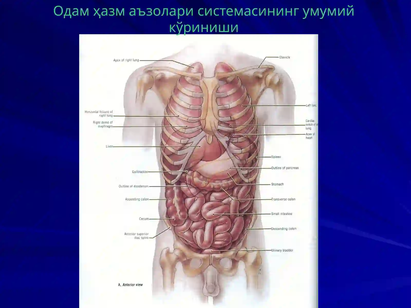 Диетология модули 4