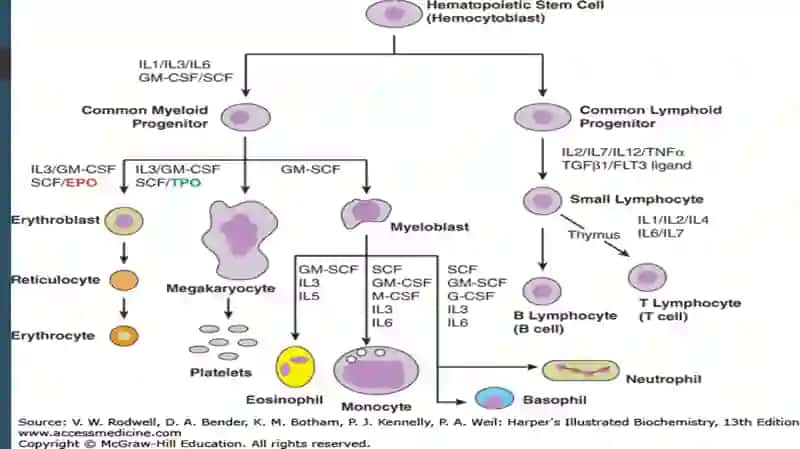 Eritrotsitlar biokimyosi 4
