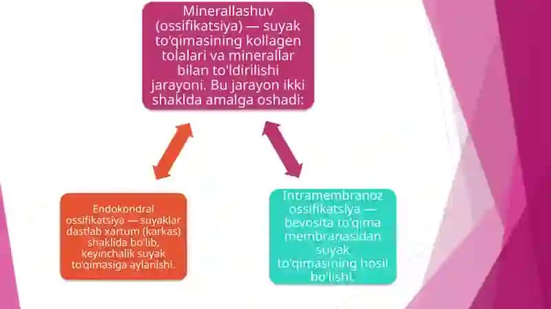 Suyakto‘qimasi 4