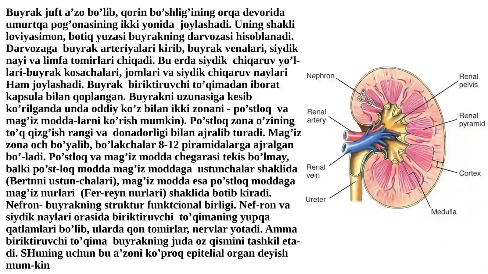 Siydik ayiruv yoʻllari va uning gistalogik koʻrinishi. 4