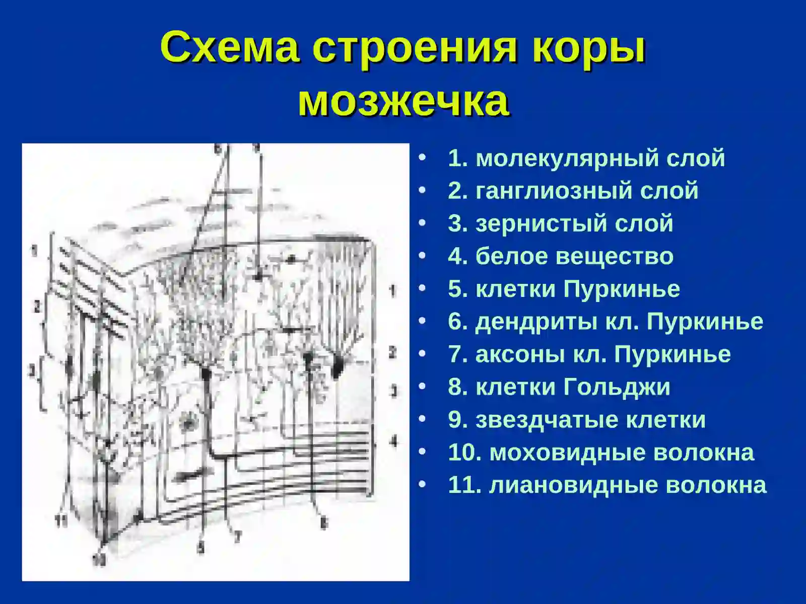 Мозжечок 4