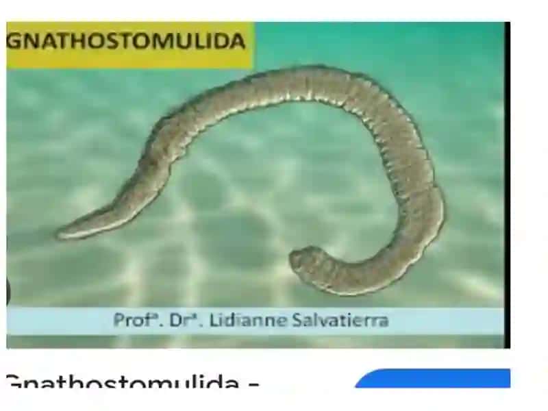 Rahimova Fazilat Zoologiya fanidan tayyorlagan slayd 4