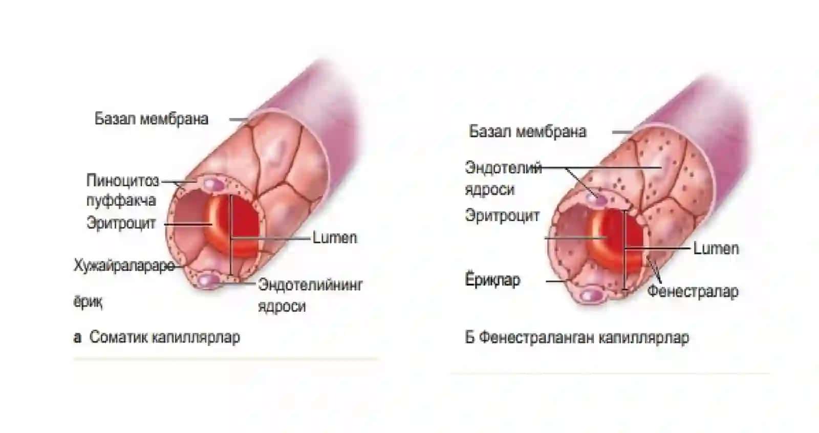GISTOLOGIYA ENDOKRIN SISTEMASI-1 2023-YIL 4