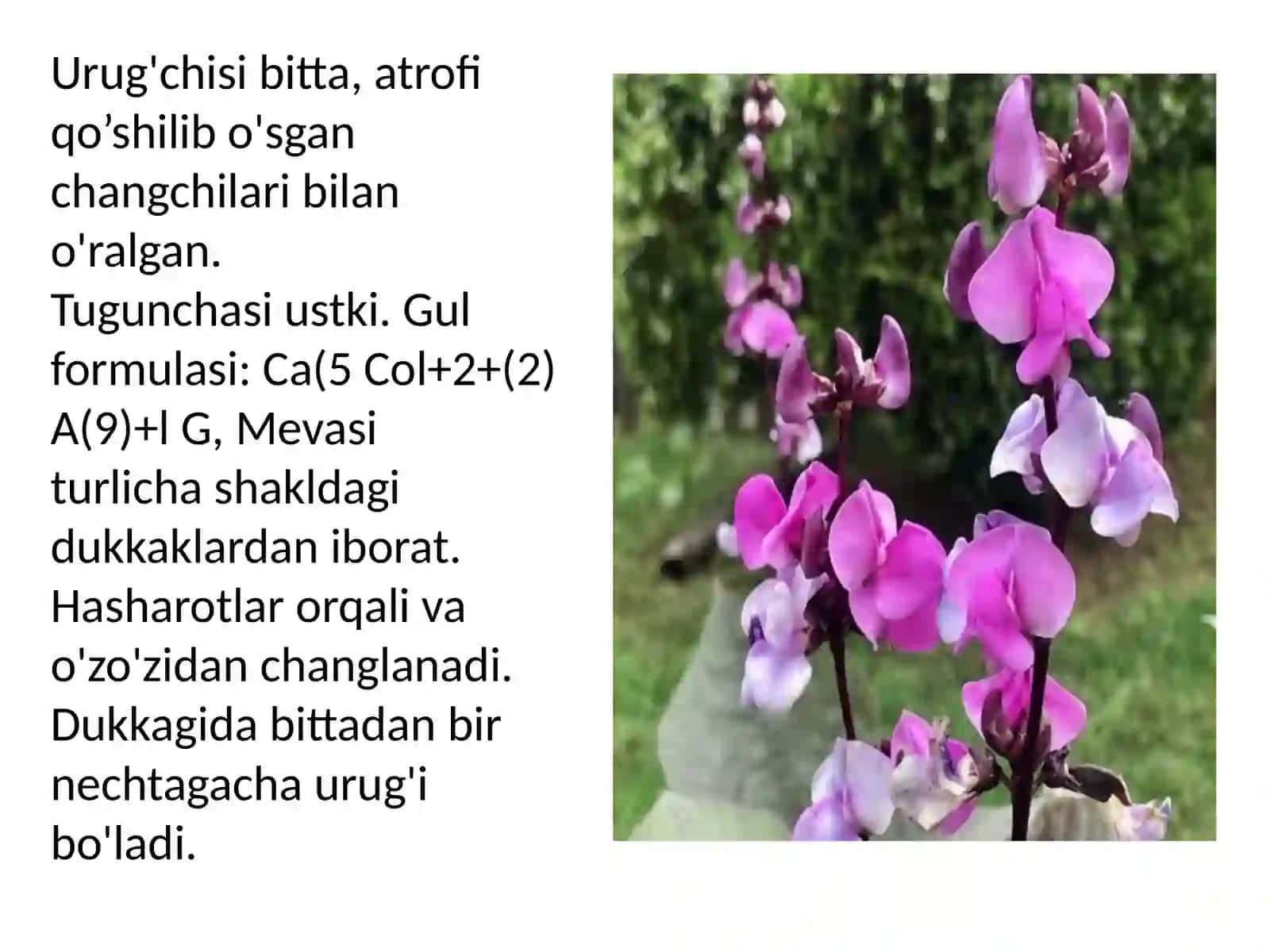 Dukkakdoshlar 4
