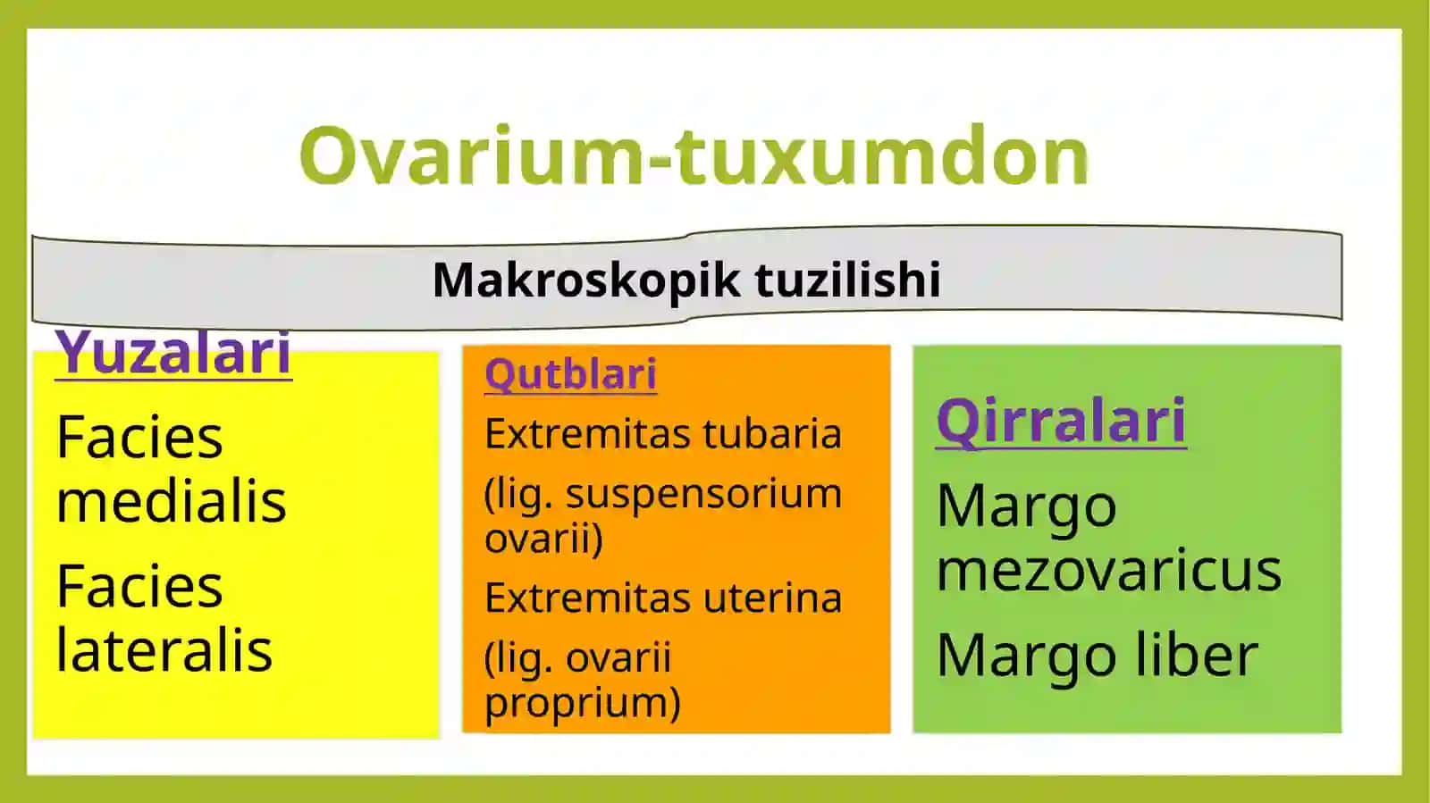Ayollar jinsiy azolari.Sut bezi 4