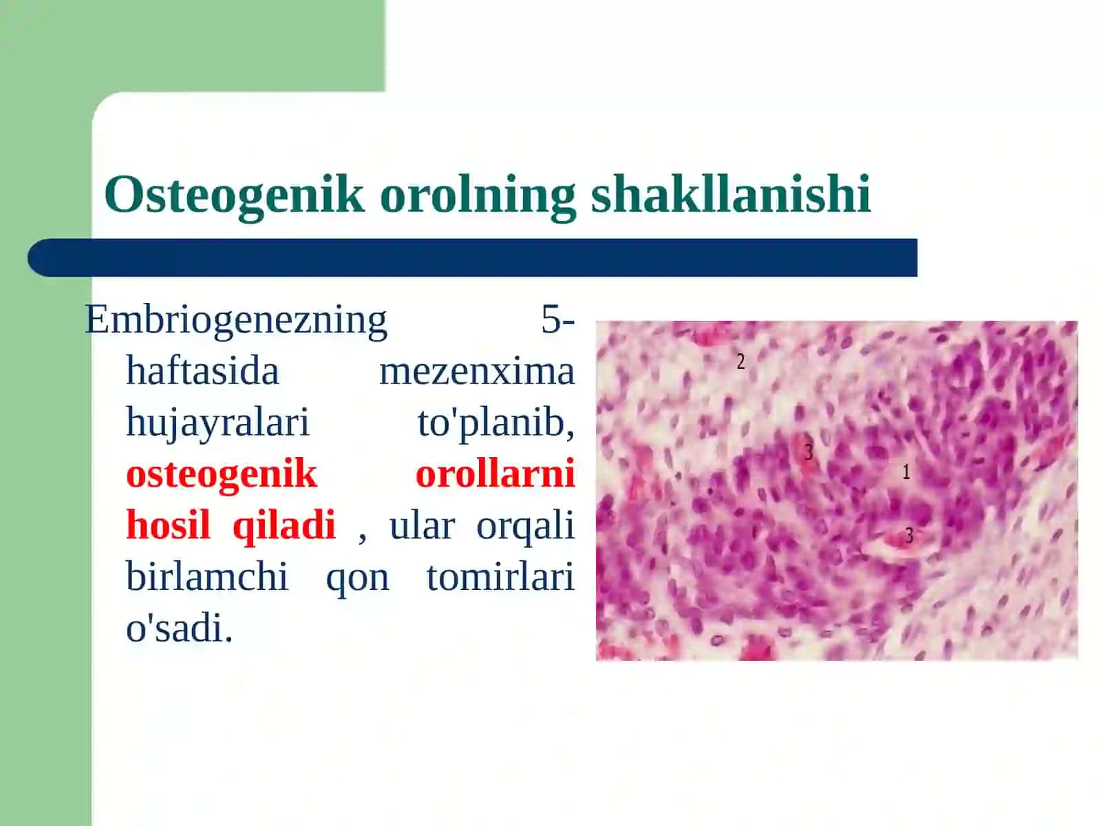 Osteogenez 4