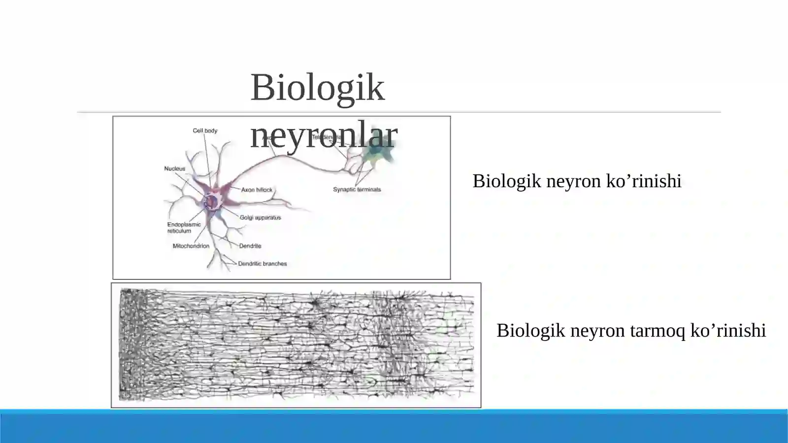 Sun’iy neyron tarmoqlari 4