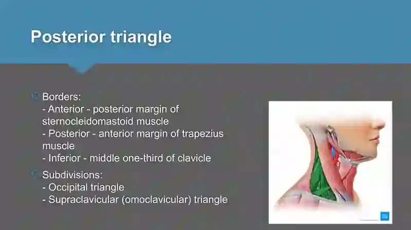 Triangles of neck anatomy 4