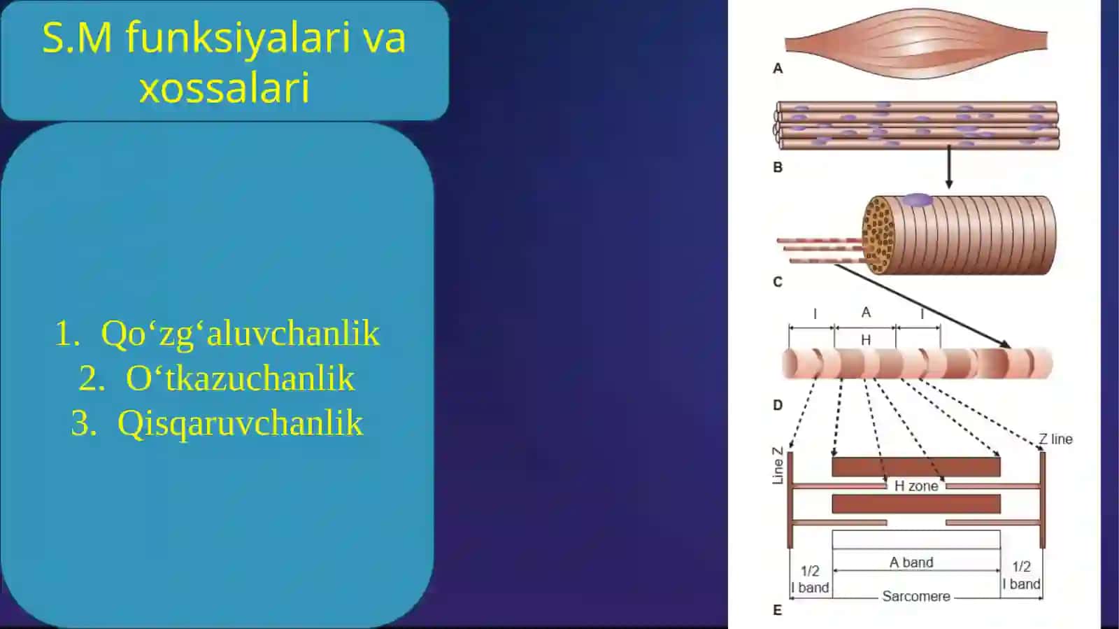 Muskul xossalarini urganish usullari. Silliq va tishli tetanus 4