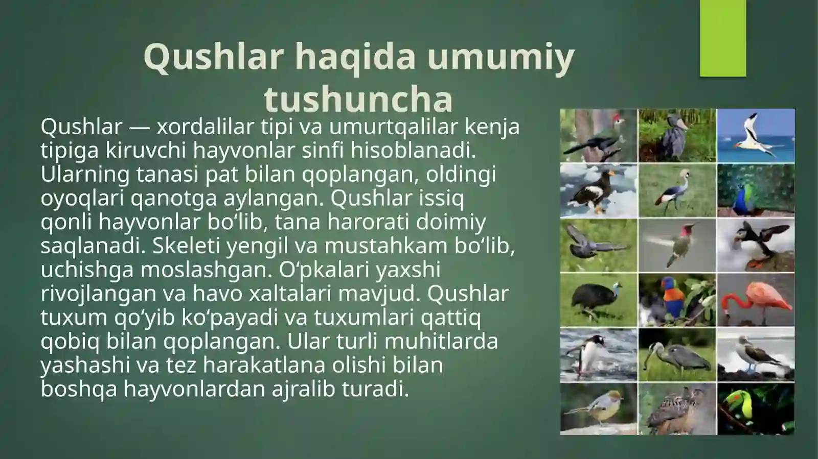 Qushlar sistematikasi. Qushlarning kelib chiqishi va iqtisodiy ahamiyati 4