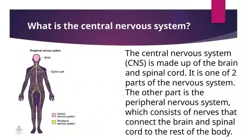 Brain and Nervous System 4