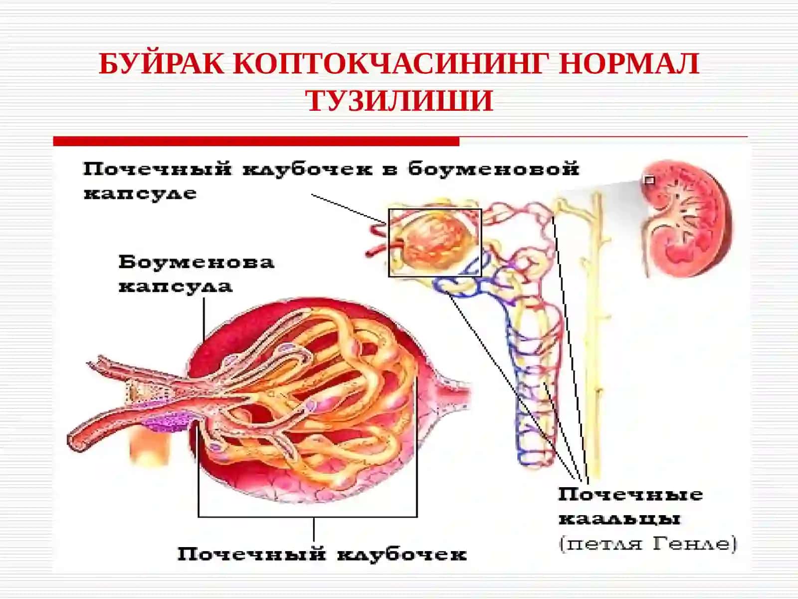 БОЛАЛАРДА  ГЛОМЕРУЛОНЕФРИТЛАР GLOMERULONEPHRITIS 4