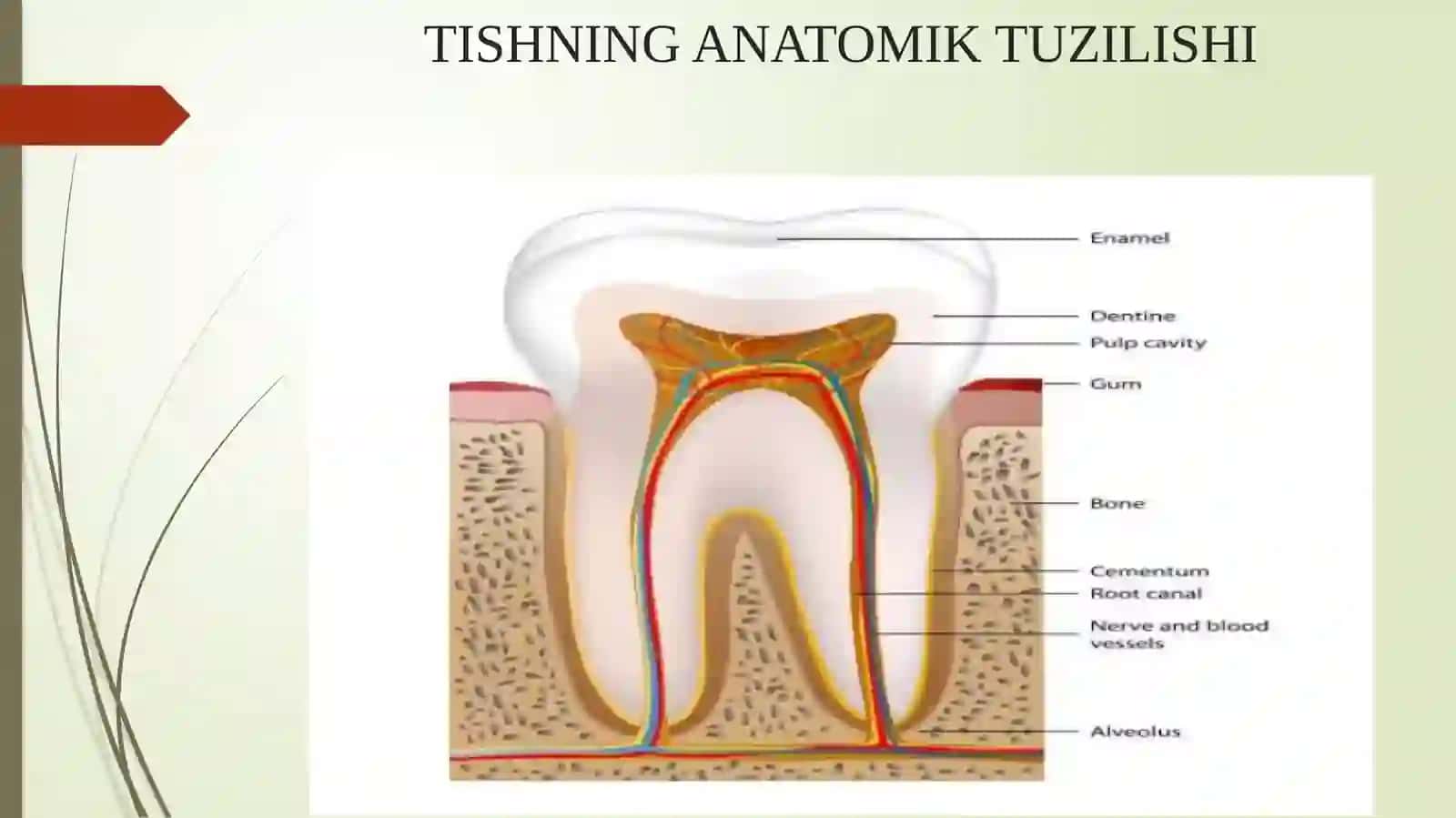 Yuqorivapastkijag‘tishlarining anatomik shaklini minimumdan modellashtirish 4