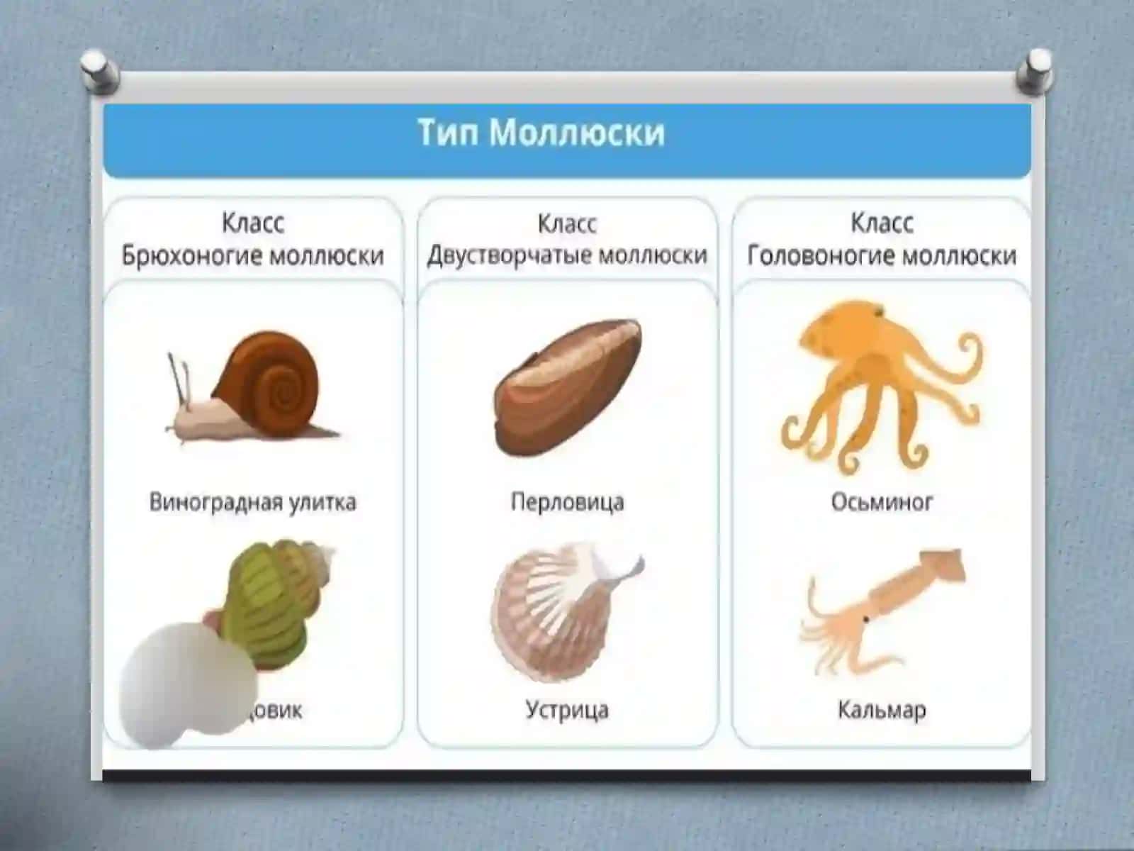 Foydali Molyuskalarning Sistematik Holati Tarqalishi va Ahamiyati 4