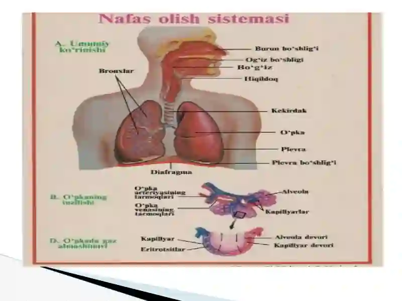 Nafas olish tizimi fiziologiyasi. 4