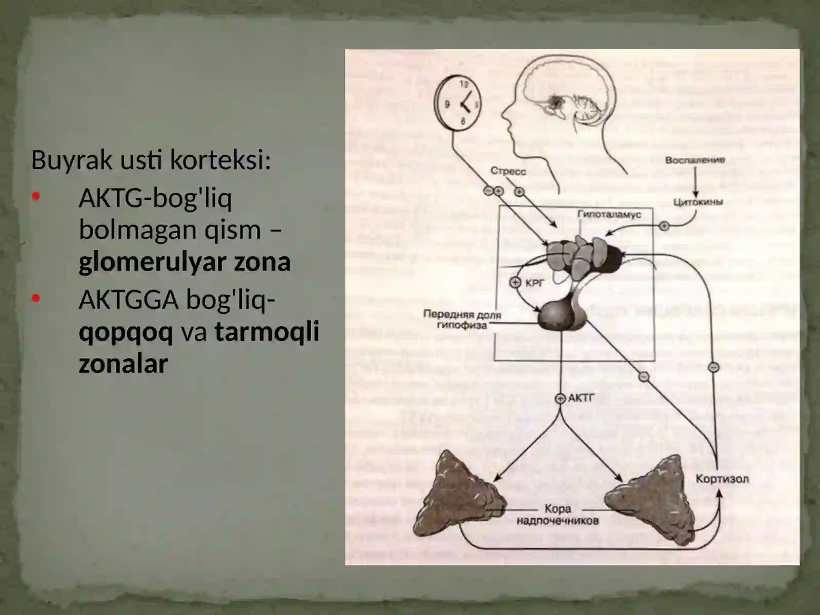 Buyrak usti bezlari 4