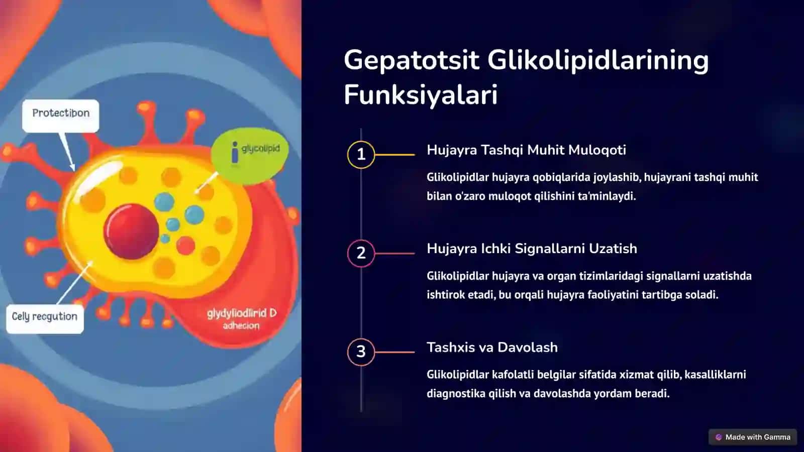 Gepatotsit Glikolipidlari 4