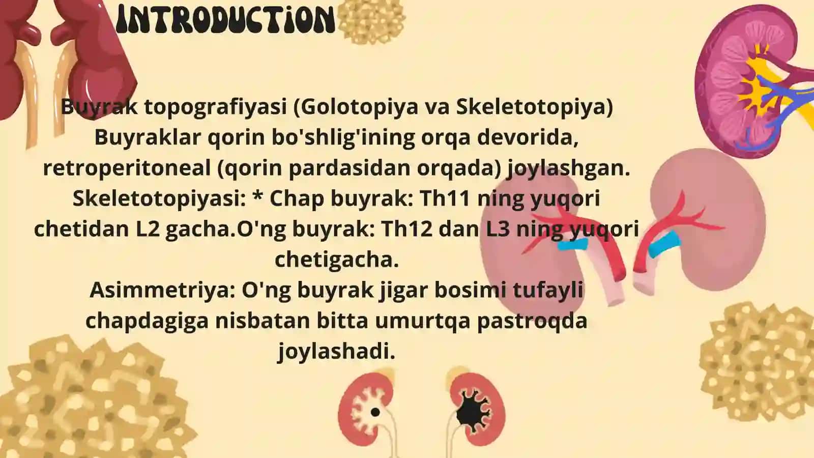Buyraklar anatomiyasi (Anatomia renis) 4