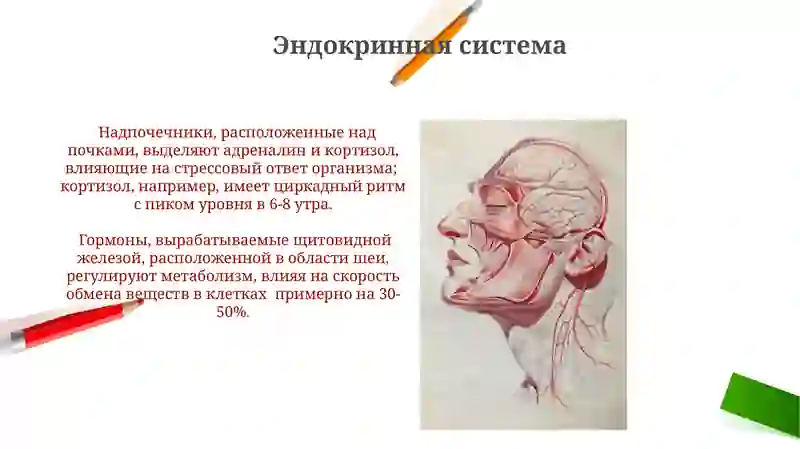Анатомия физиология человека 4
