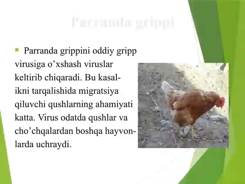 Parranda grippi 4