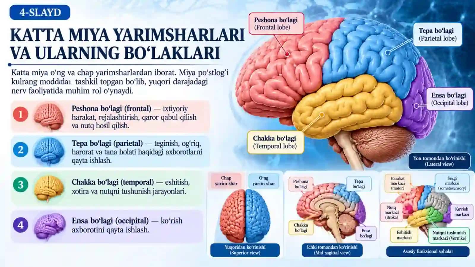 Markaziy asab tizimining anatomiyasi, tuzilishi va fiziologik vazifalari.pptx 4
