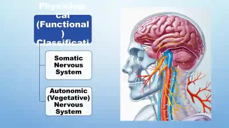 Nervous system 4