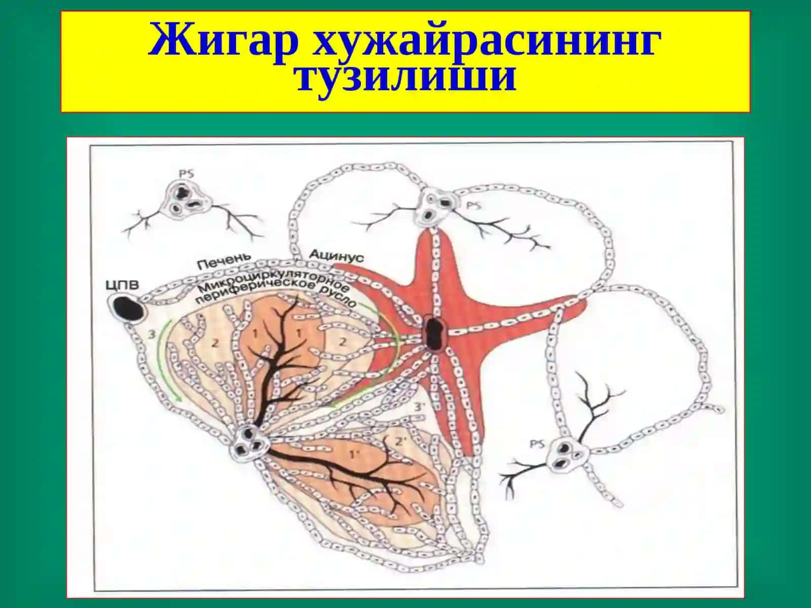 Жигар хирургик касалликлари 4